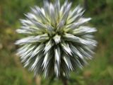 Echinops sphaerocephalus