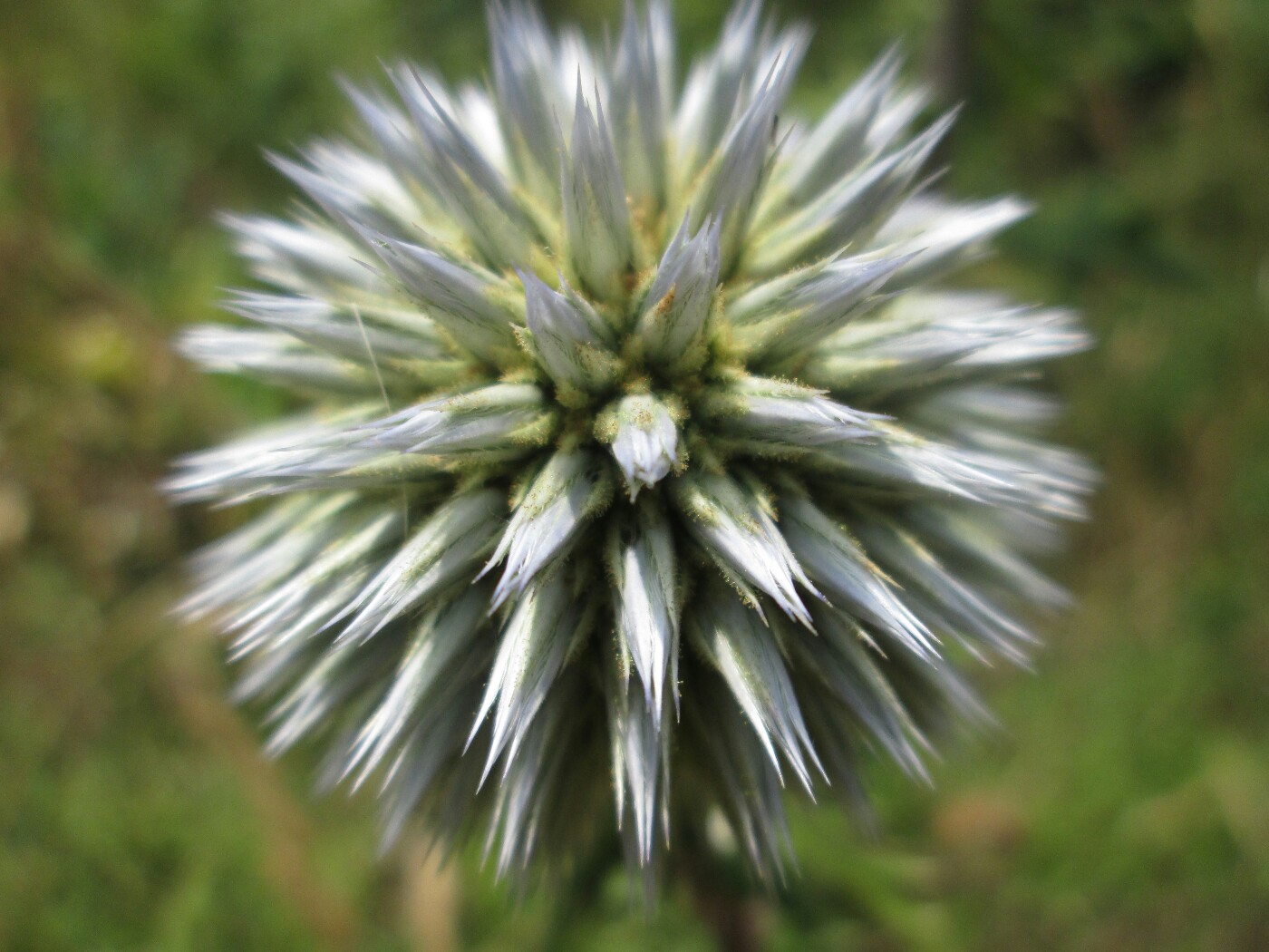 Image of Echinops sphaerocephalus specimen.