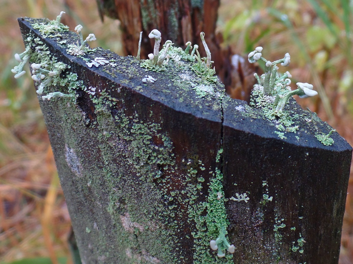 Image of Cladonia botrytes specimen.