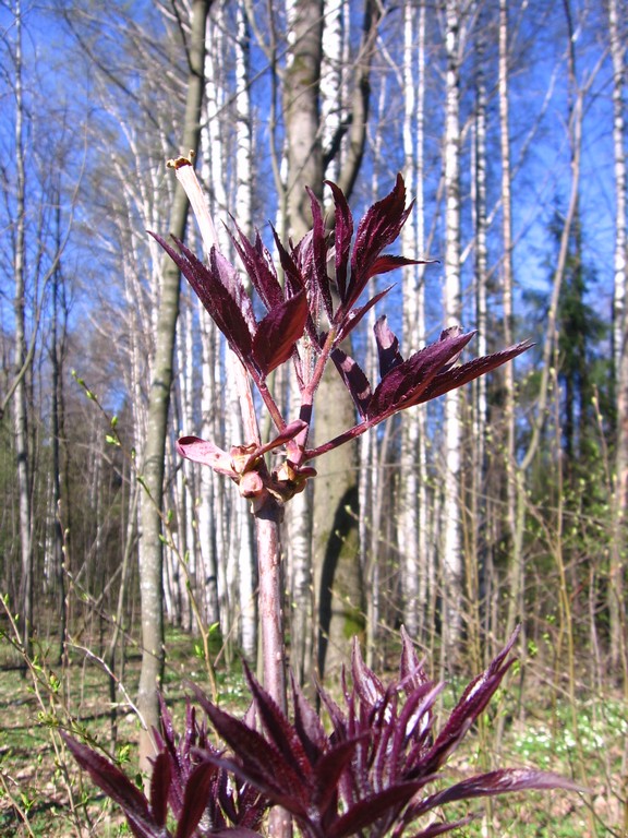 Image of Sambucus sibirica specimen.