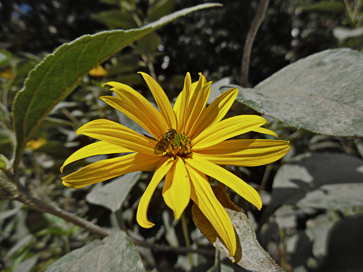 Изображение особи Helianthus tuberosus.