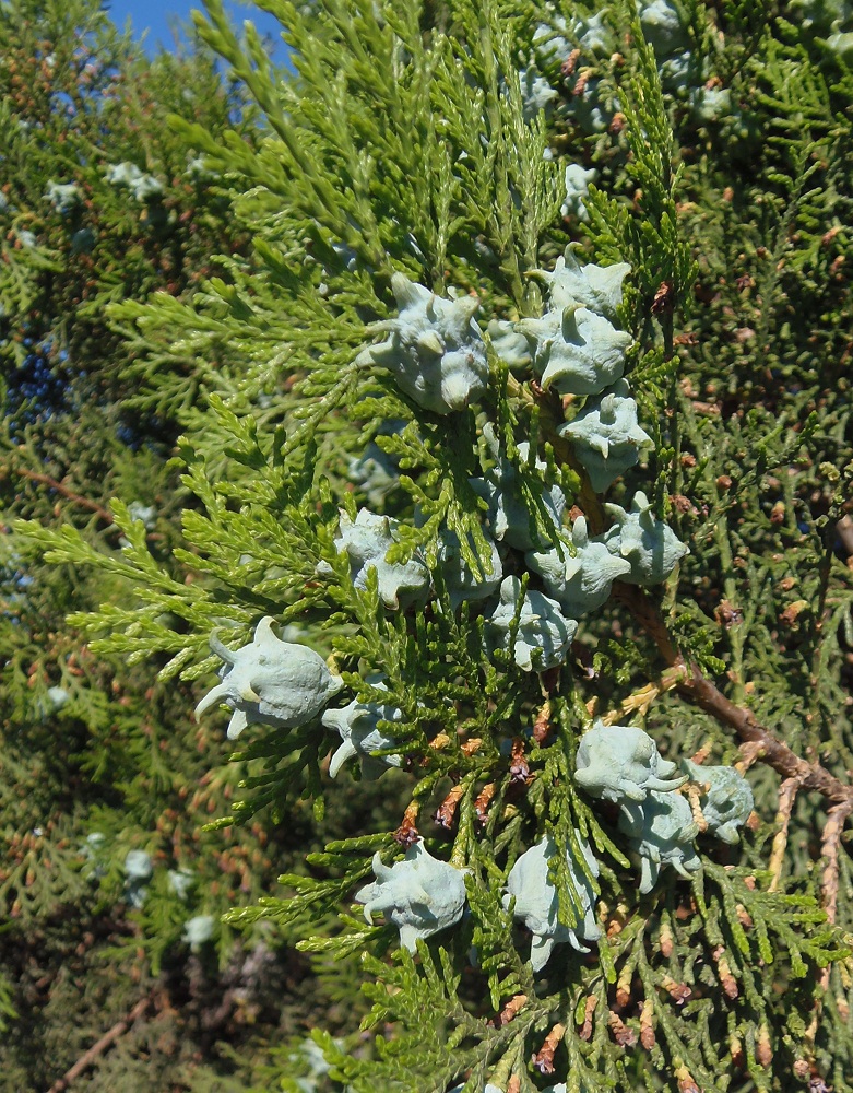 Изображение особи Platycladus orientalis.