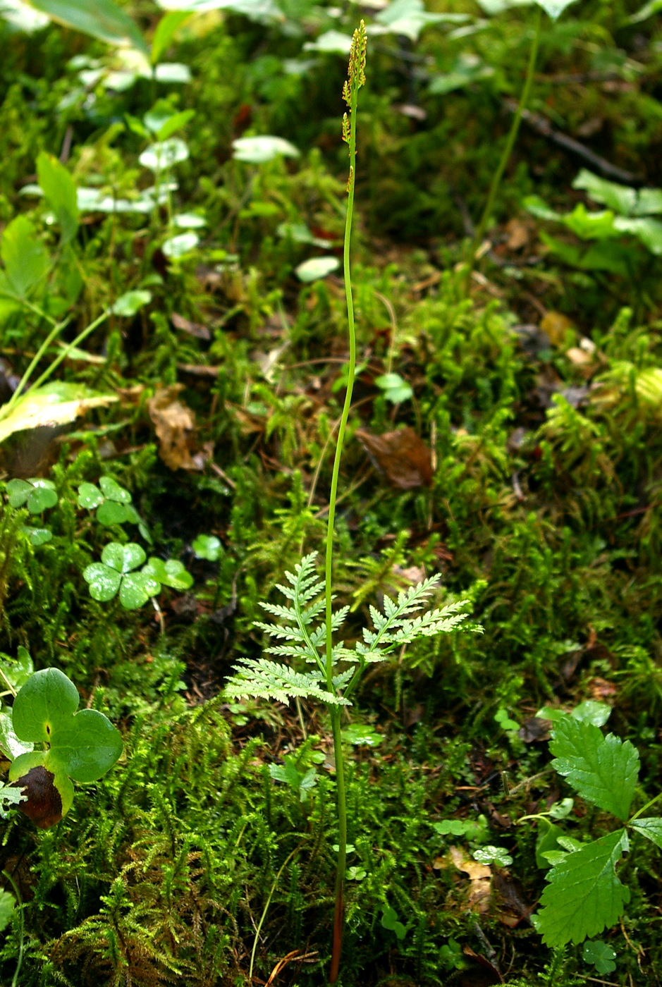 Изображение особи Botrychium virginianum.