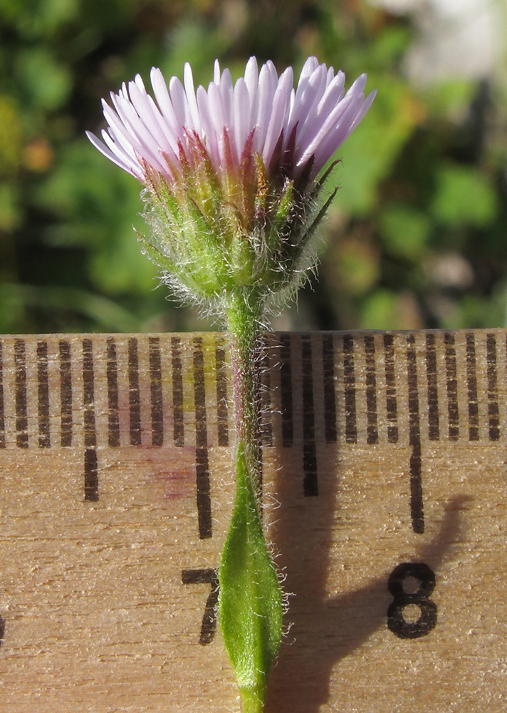 Изображение особи Erigeron alpinus.