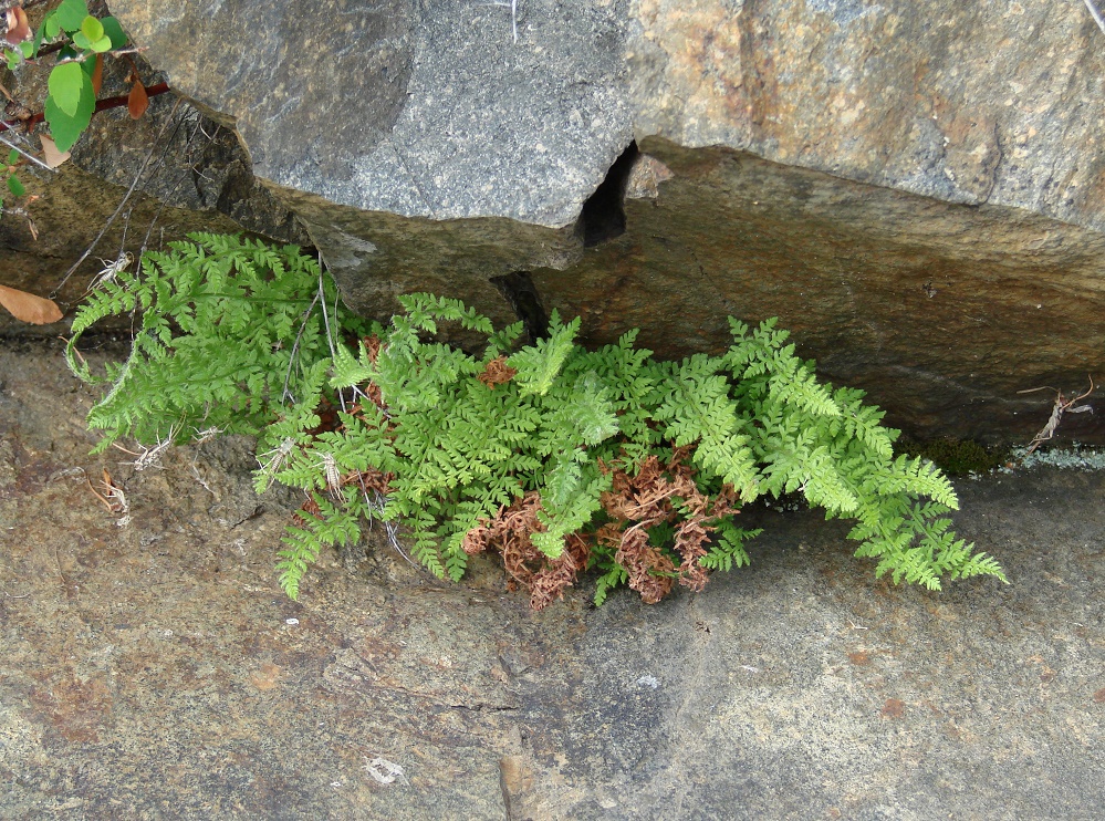 Image of genus Cystopteris specimen.