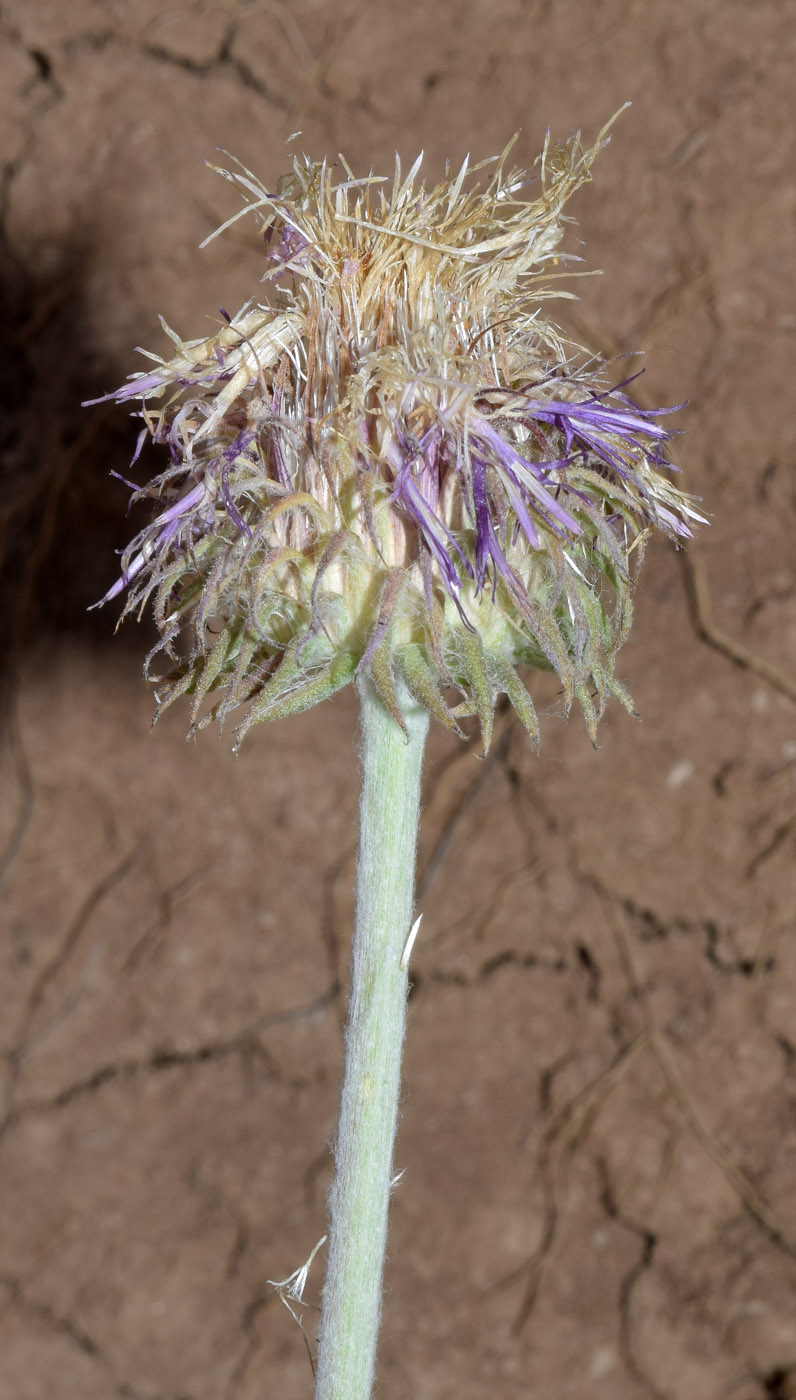 Image of Jurinea maxima specimen.