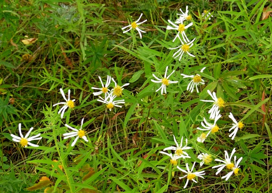 Image of Galatella dahurica specimen.