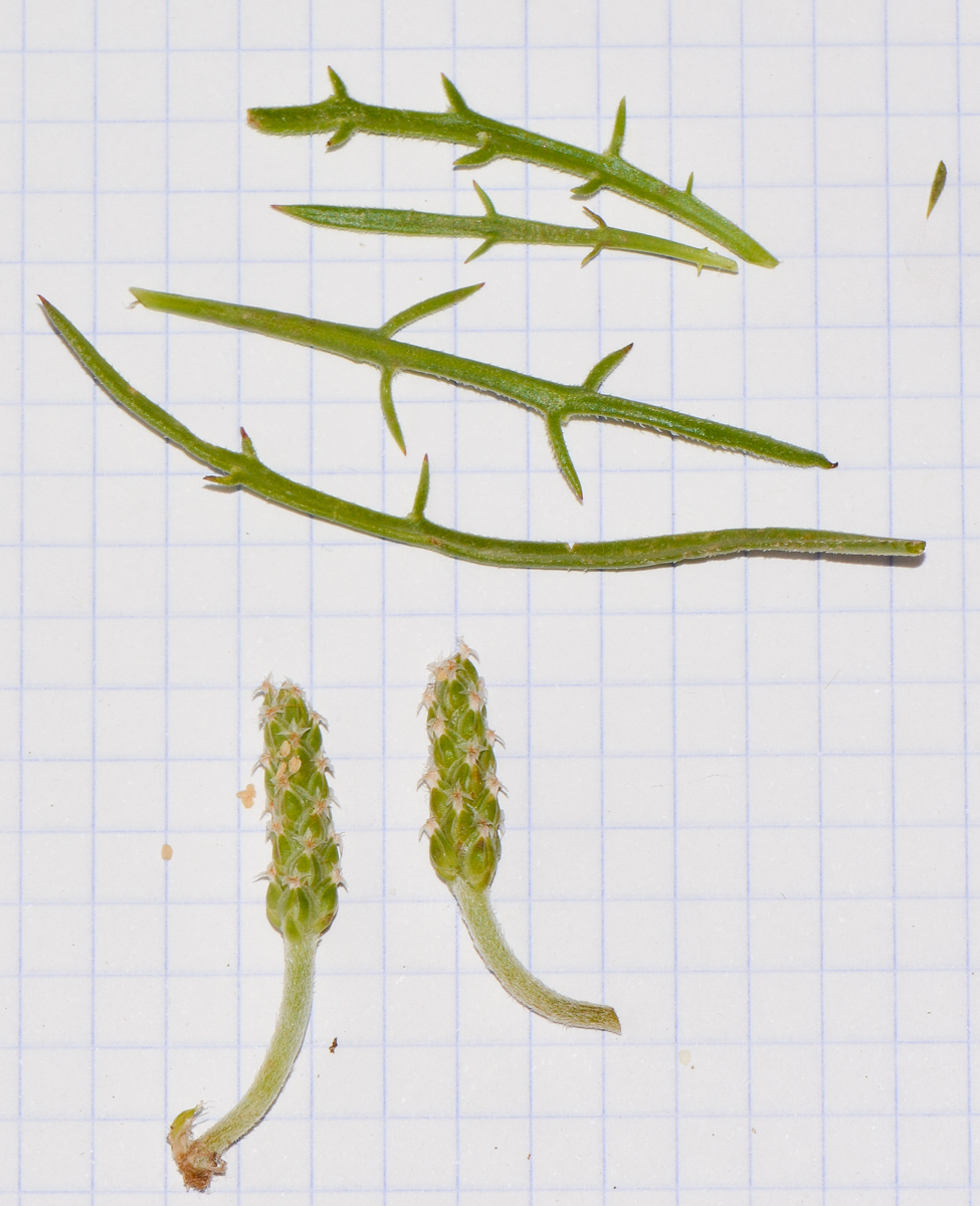 Image of Plantago crypsoides specimen.
