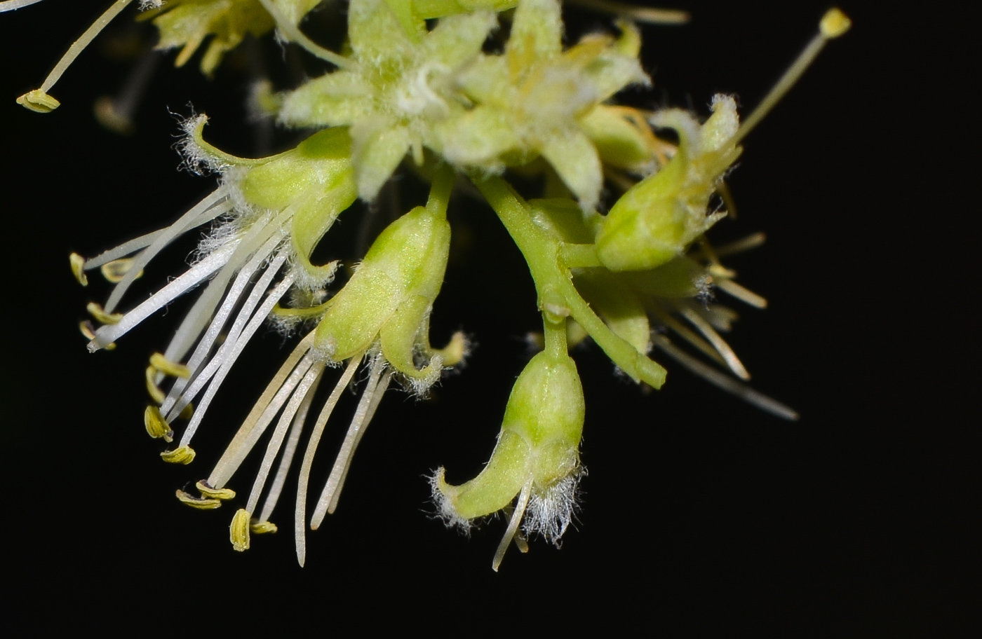 Image of Prosopis juliflora specimen.