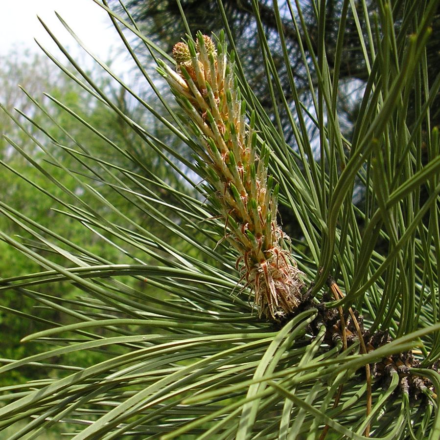 Изображение особи Pinus pallasiana.