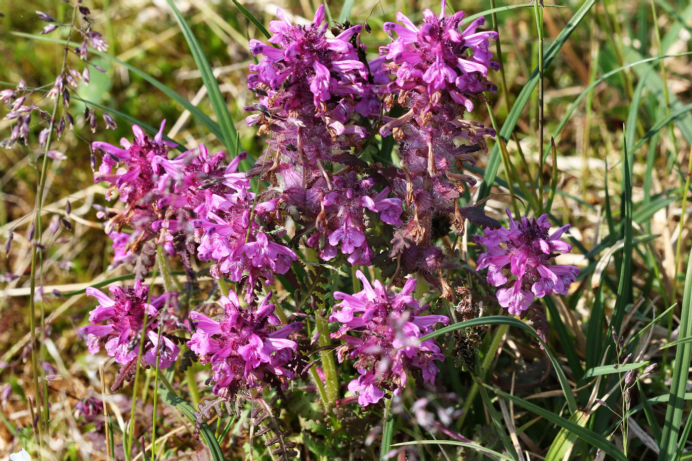 Изображение особи Pedicularis verticillata.