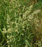 Dactylis glomerata. Верхушки побегов с соцветиями. Восточный Казахстан, г. Усть-Каменогорск, правый берег р. Иртыш, луг. 31.05.2017.