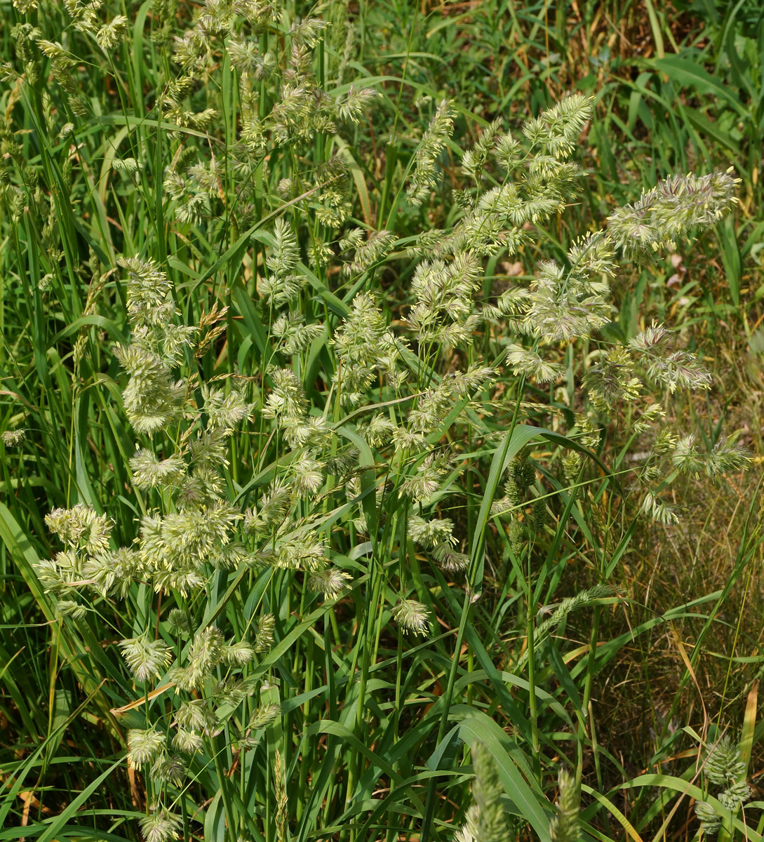 Image of Dactylis glomerata specimen.