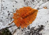 Rusavskia elegans