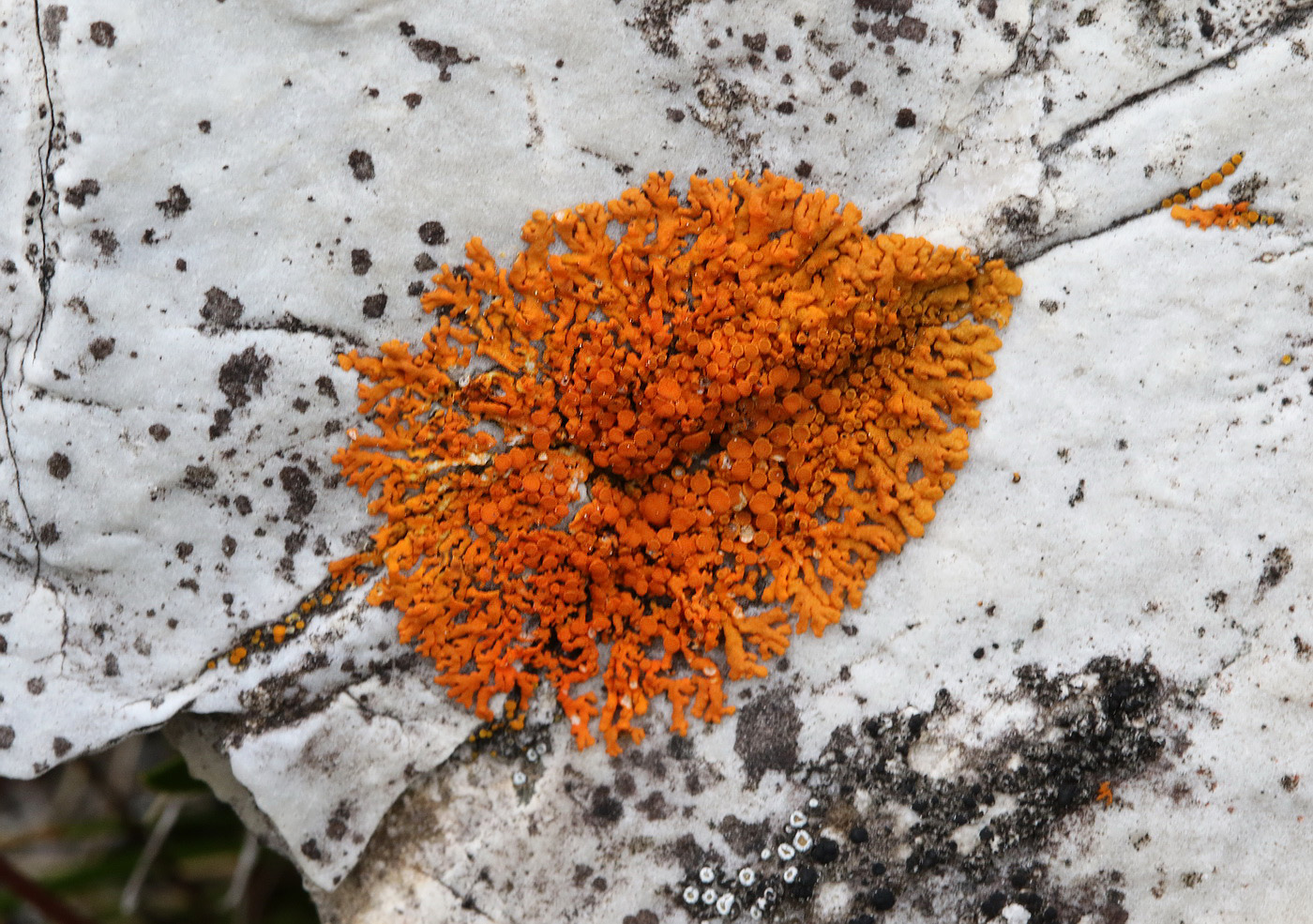 Image of Rusavskia elegans specimen.