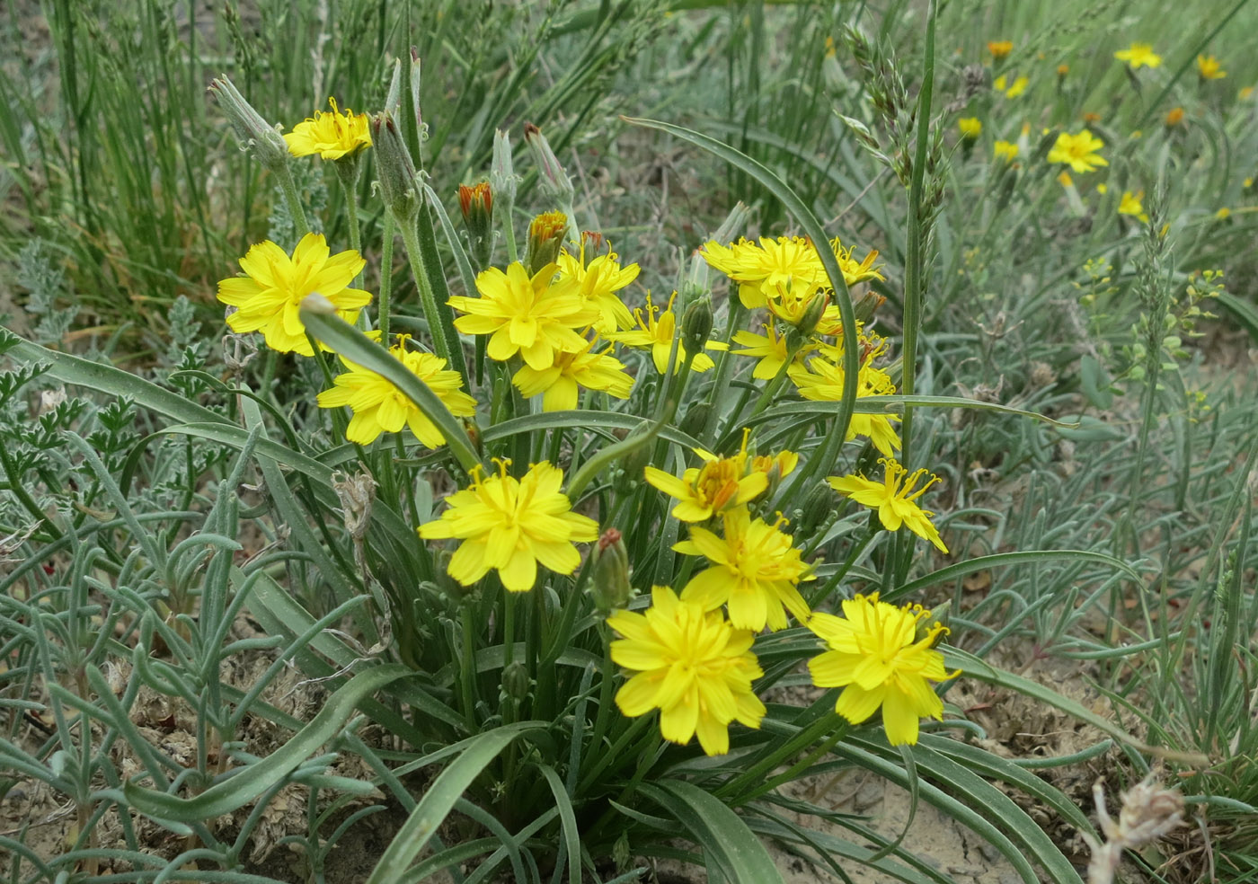 Image of Scorzonera inconspicua specimen.