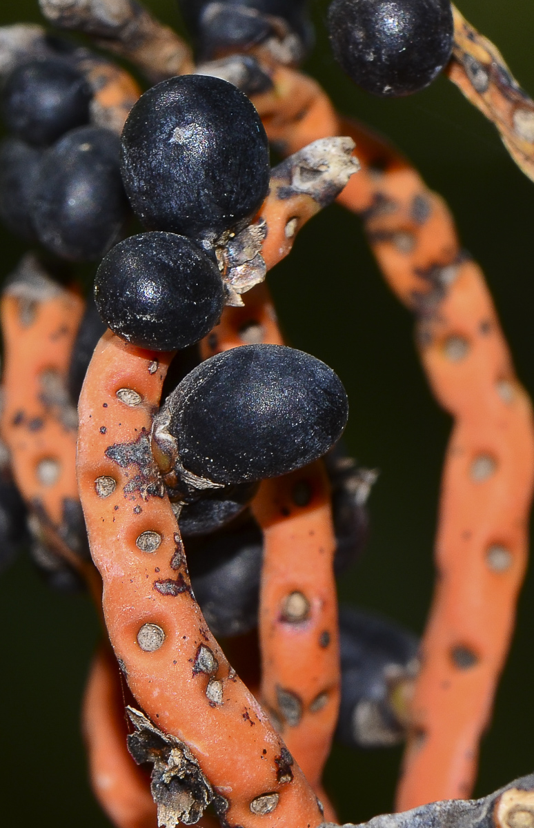 Image of genus Chamaedorea specimen.