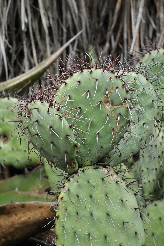 Изображение особи Opuntia stenopetala.