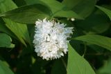 Deutzia scabra var. candidissima