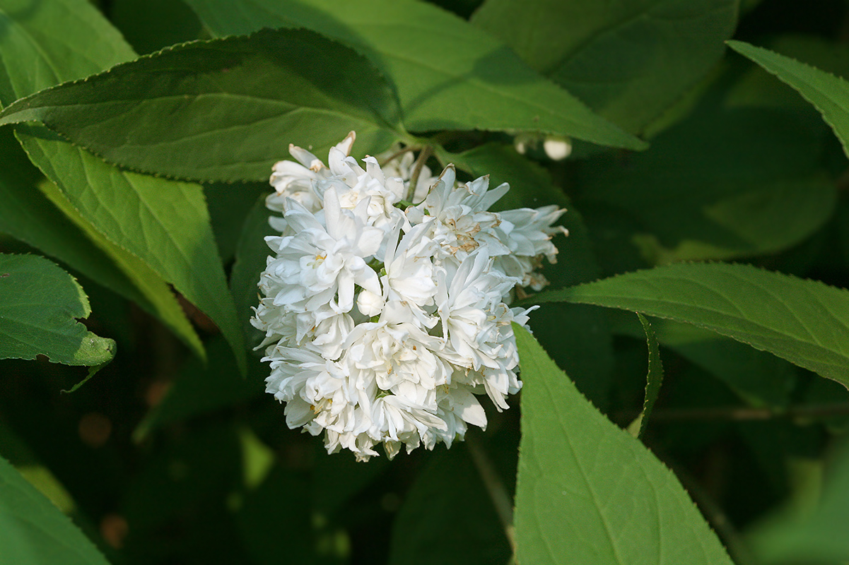 Изображение особи Deutzia scabra var. candidissima.