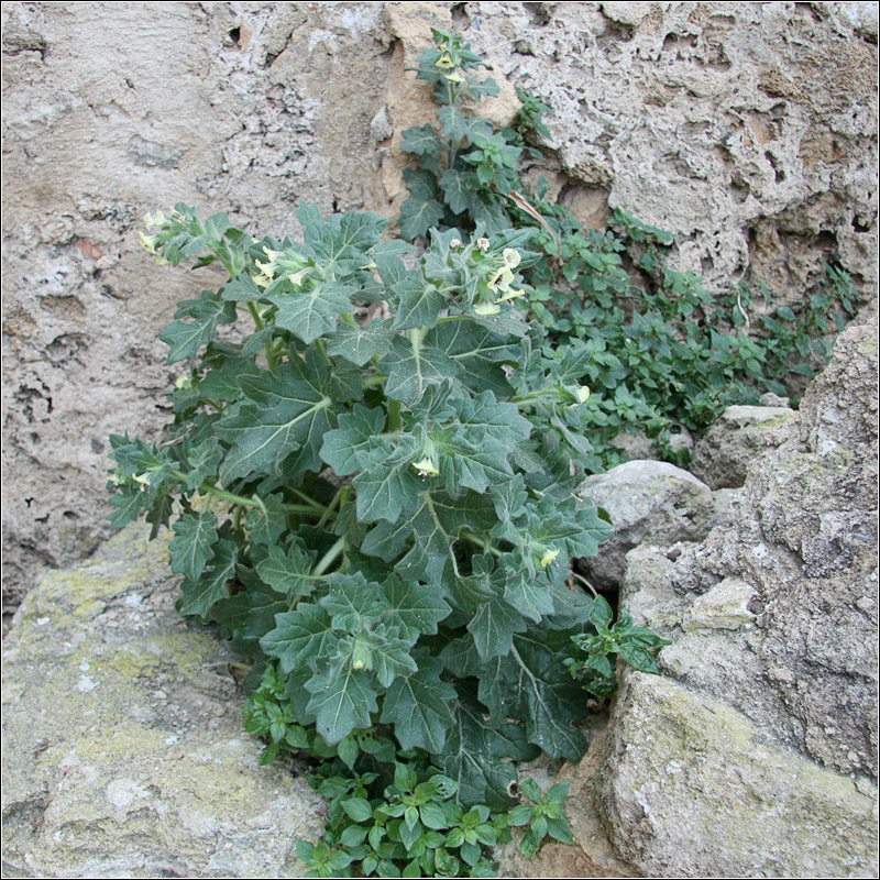 Изображение особи Hyoscyamus albus.