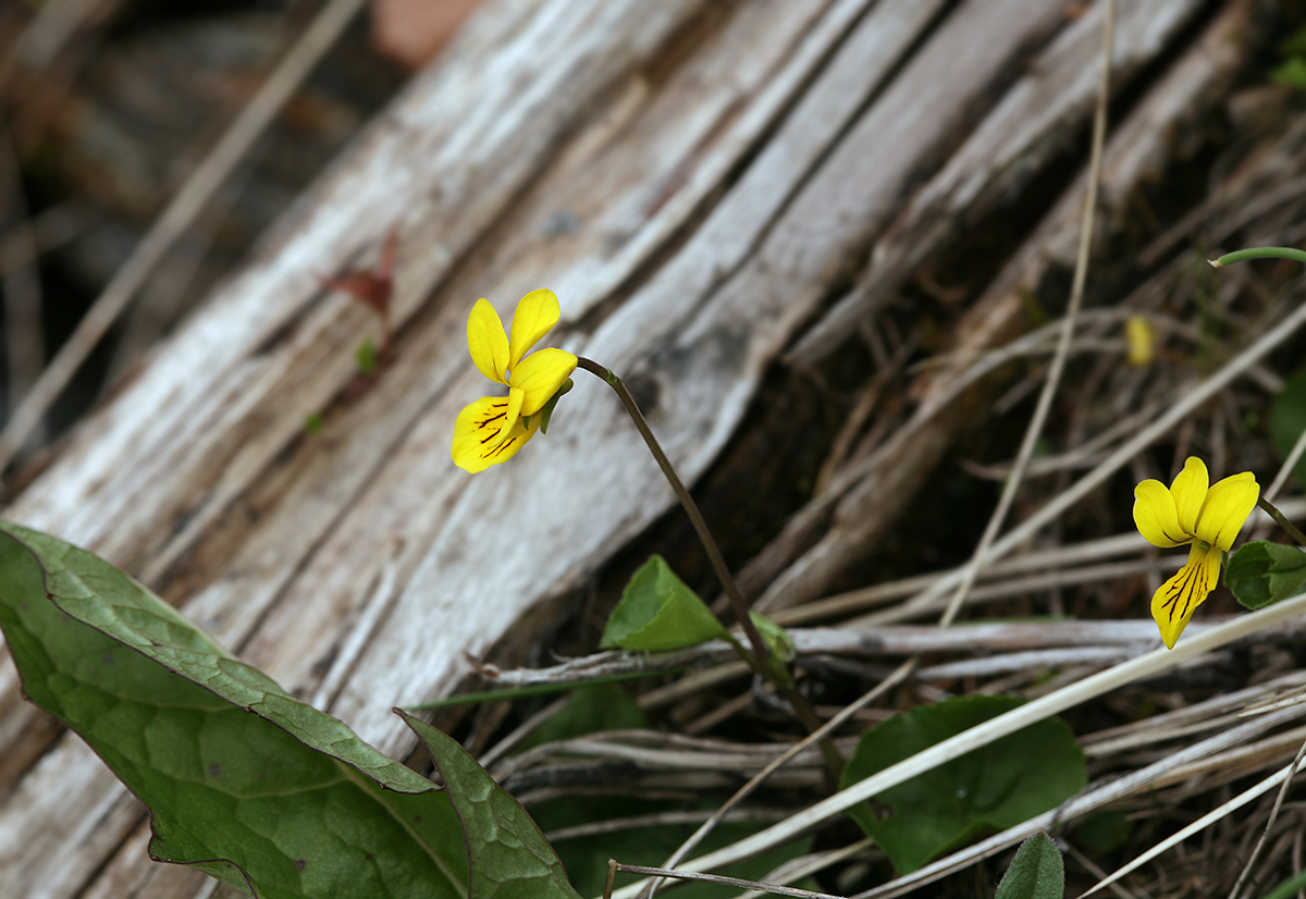 Image of Viola biflora specimen.