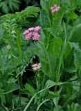 Chaerophyllum rubellum. Верхушка цветущего растения. Адыгея, Фишт-Оштеновский массив, верховья р. Белая, ≈ 1600 м н.у.м., влажный луг на берегу реки. 05.07.2017.