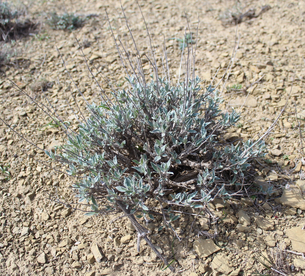 Image of Cousinia turcomanica specimen.