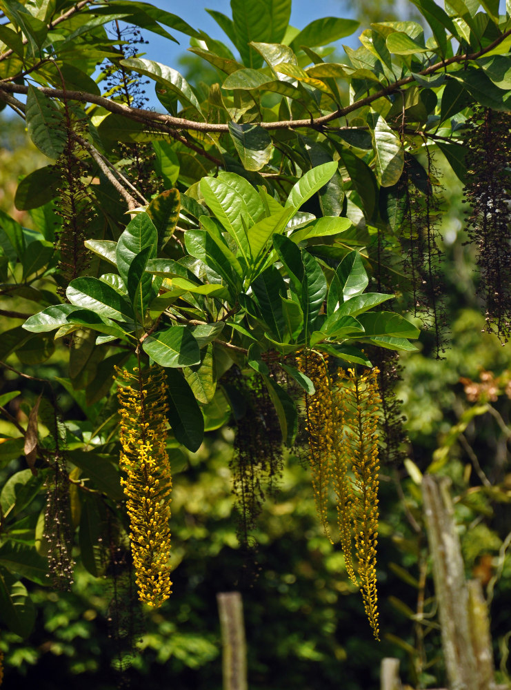 Изображение особи Lophanthera lactescens.