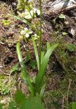 Veratrum anticleoides