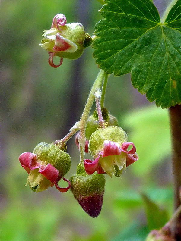 Изображение особи Ribes nigrum.