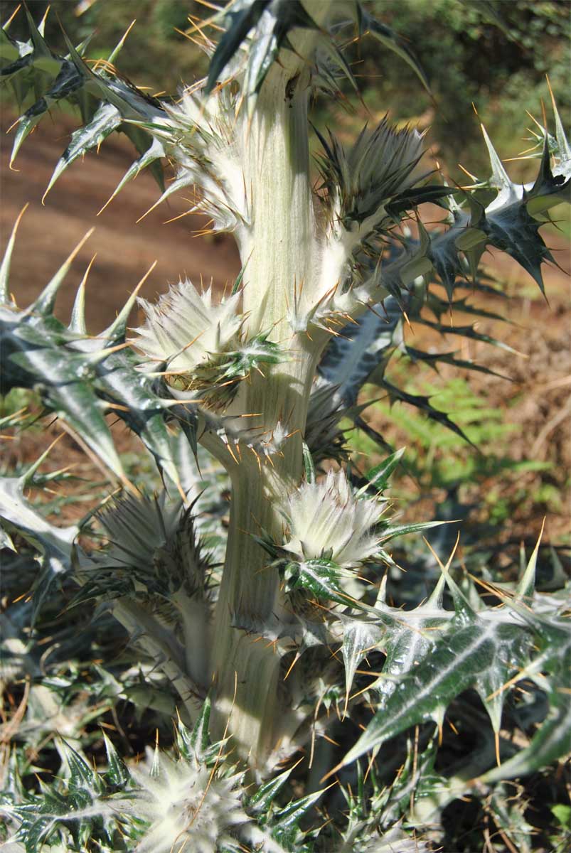 Изображение особи Cirsium occidentale.