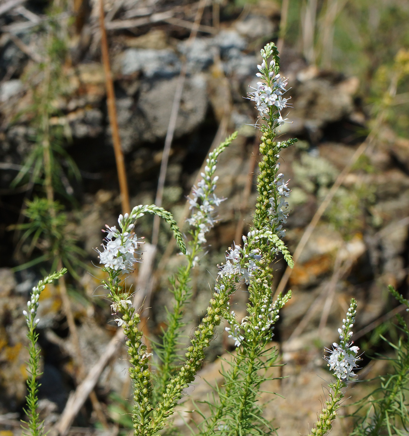 Изображение особи Veronica pinnata.