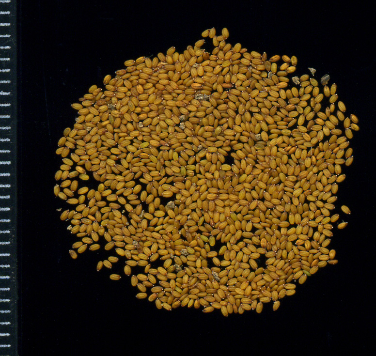 Image of Capsella bursa-pastoris specimen.