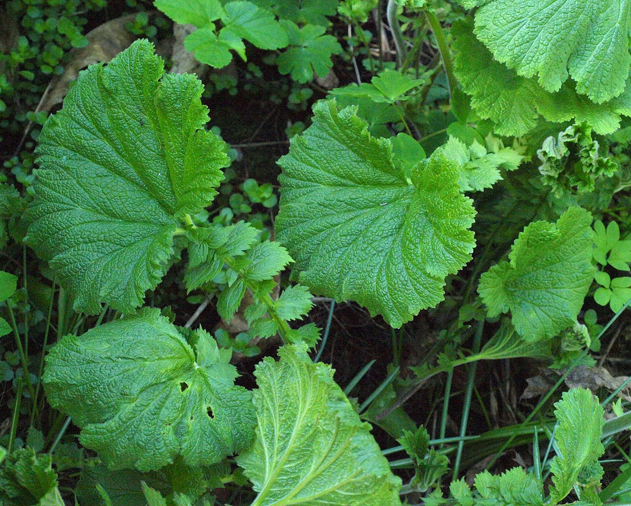 Изображение особи Woronowia speciosa.