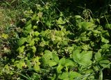 Rubus idaeus