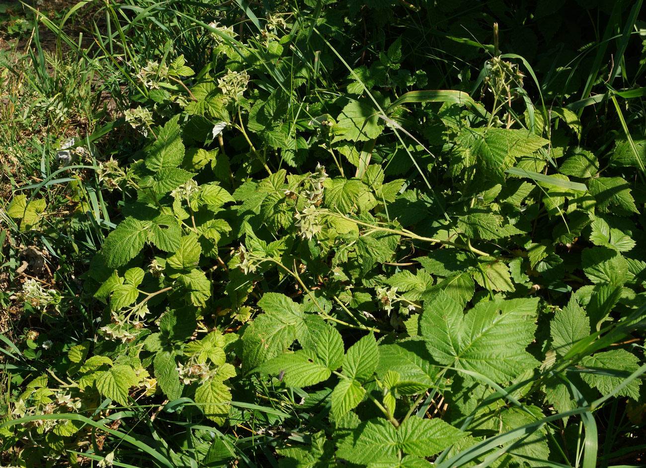 Изображение особи Rubus idaeus.
