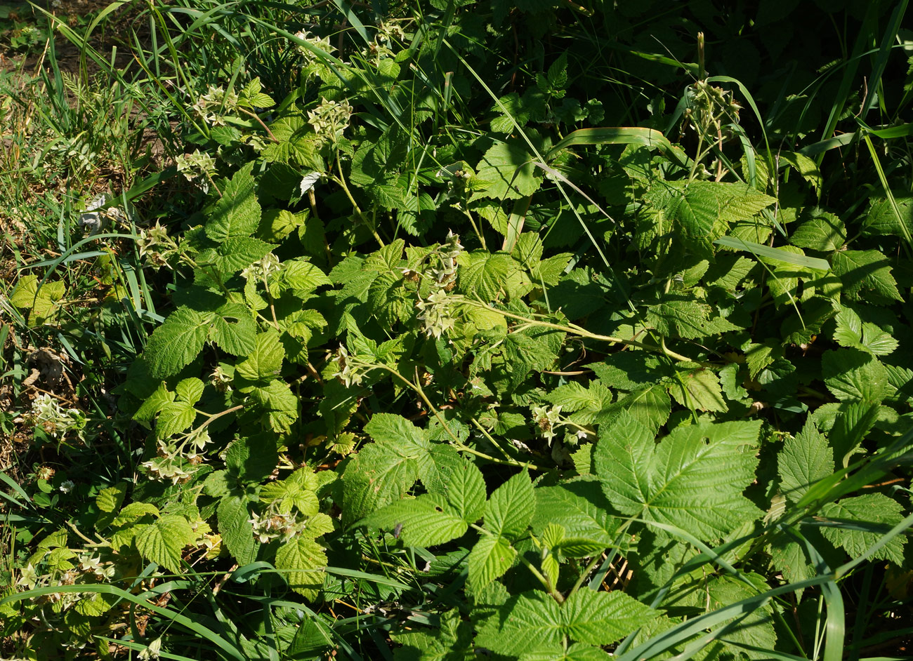 Image of Rubus idaeus specimen.