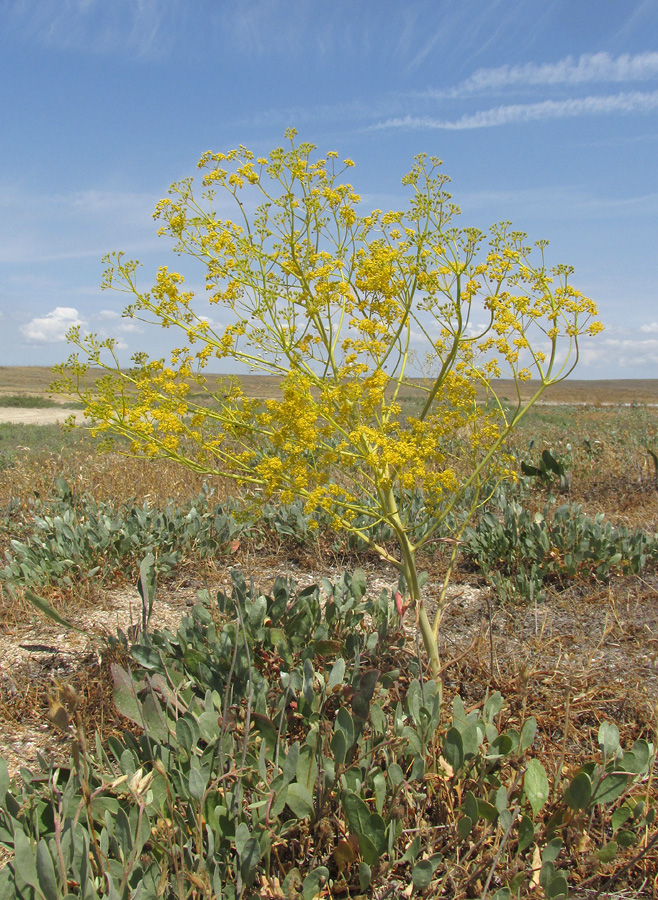 Изображение особи Ferula caspica.