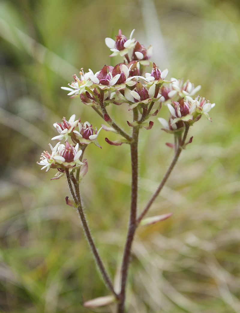 Image of Micranthes nivalis specimen.