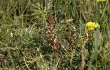 Orobanche amoena