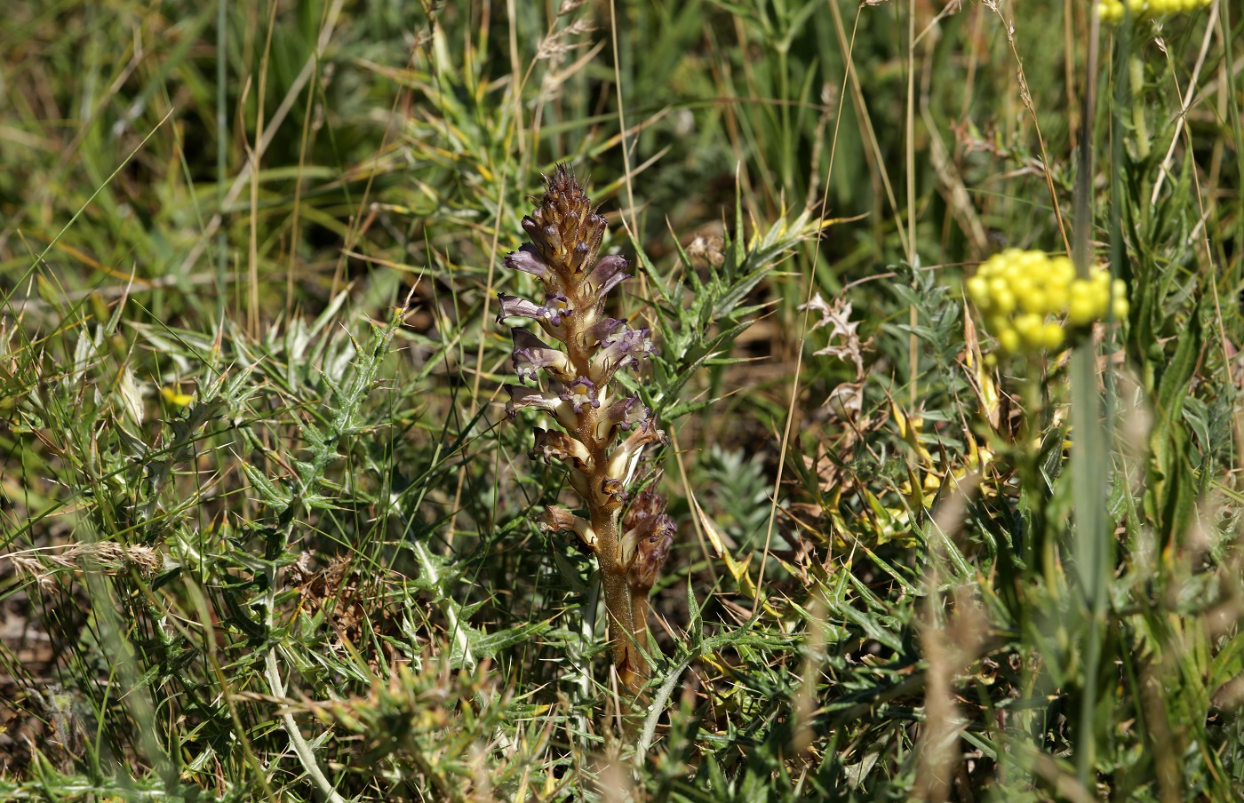 Изображение особи Orobanche amoena.