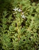 Sedum pallidum ssp. bithynicum