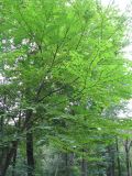 Cercidiphyllum japonicum