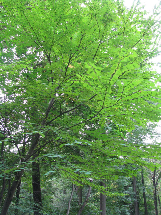 Image of Cercidiphyllum japonicum specimen.