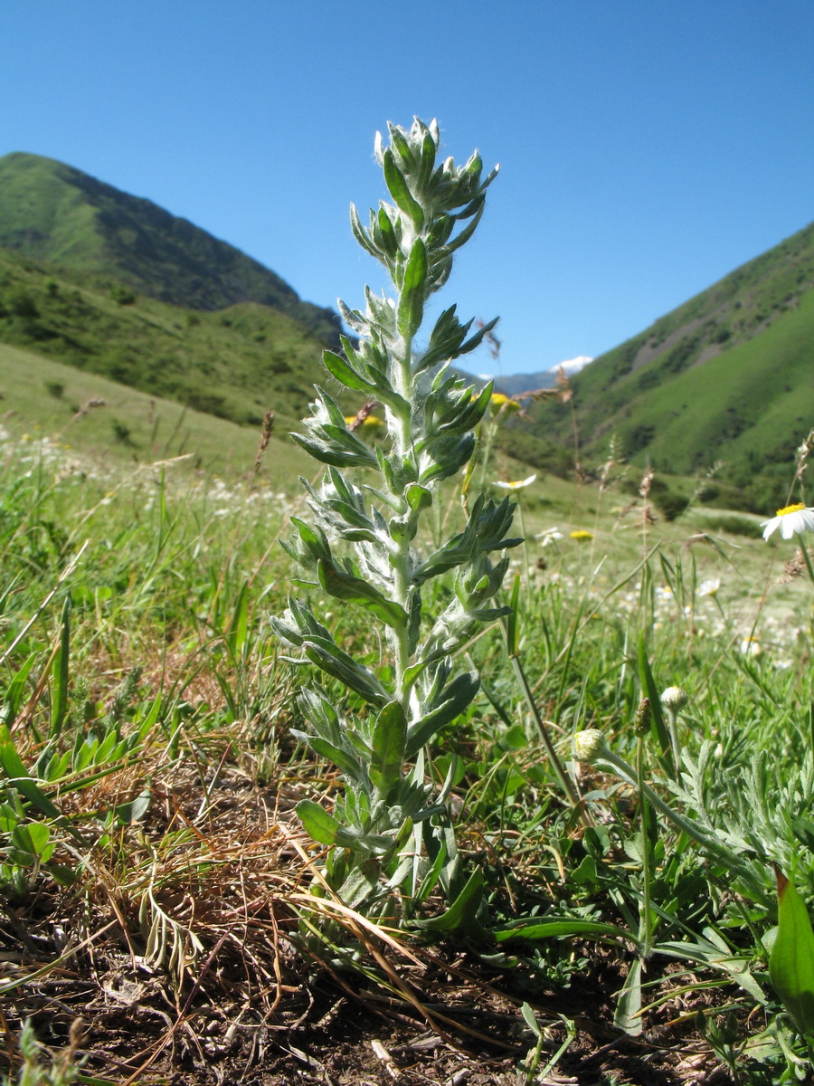 Image of Filago arvensis specimen.