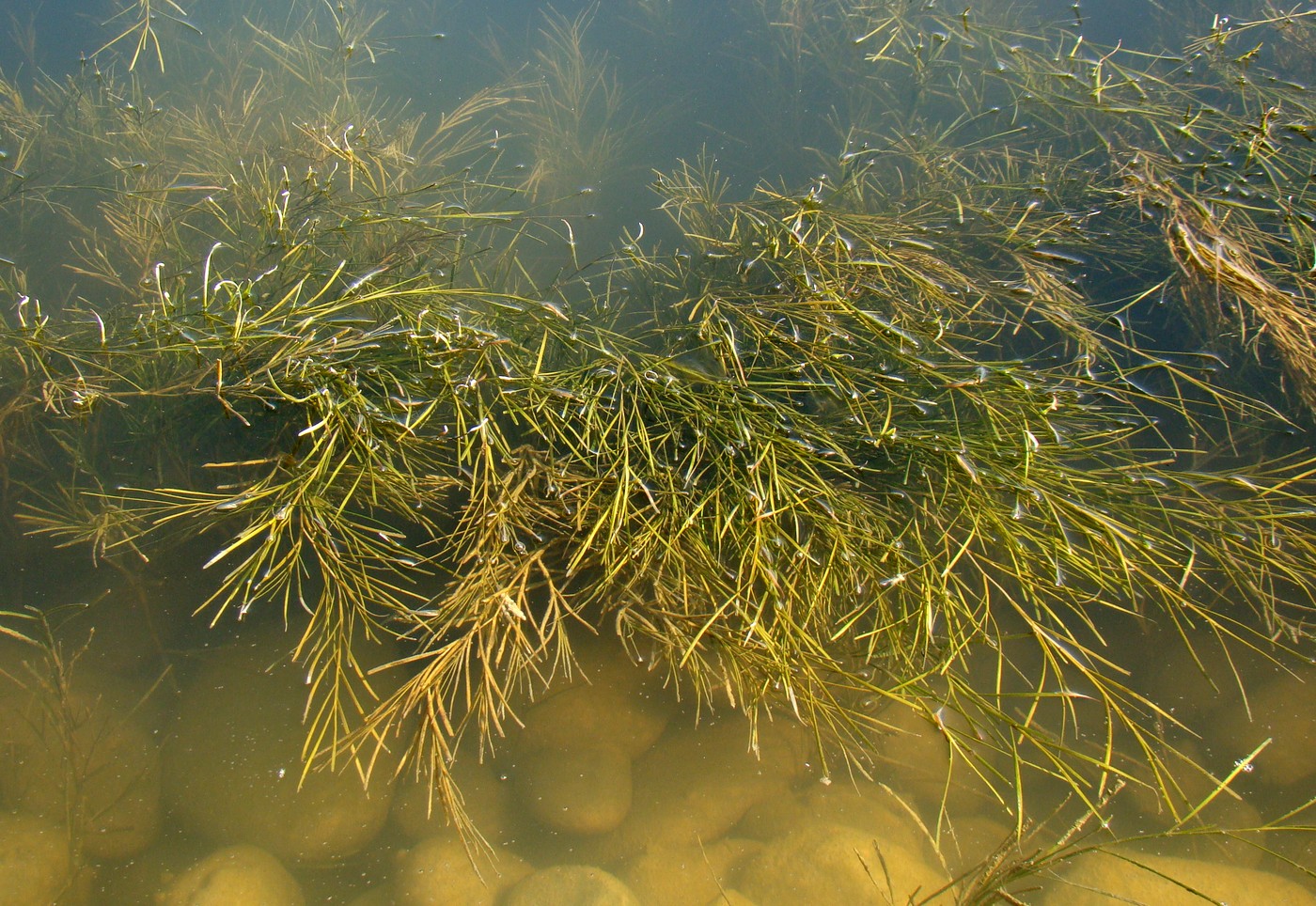 Image of Potamogeton pectinatus specimen.