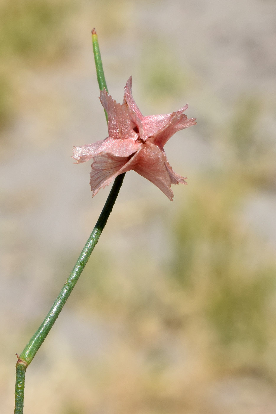 Image of genus Calligonum specimen.