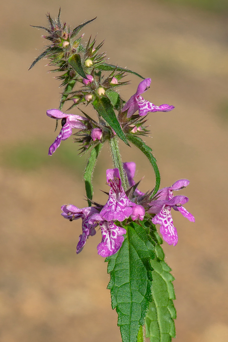 Изображение особи Stachys palustris.