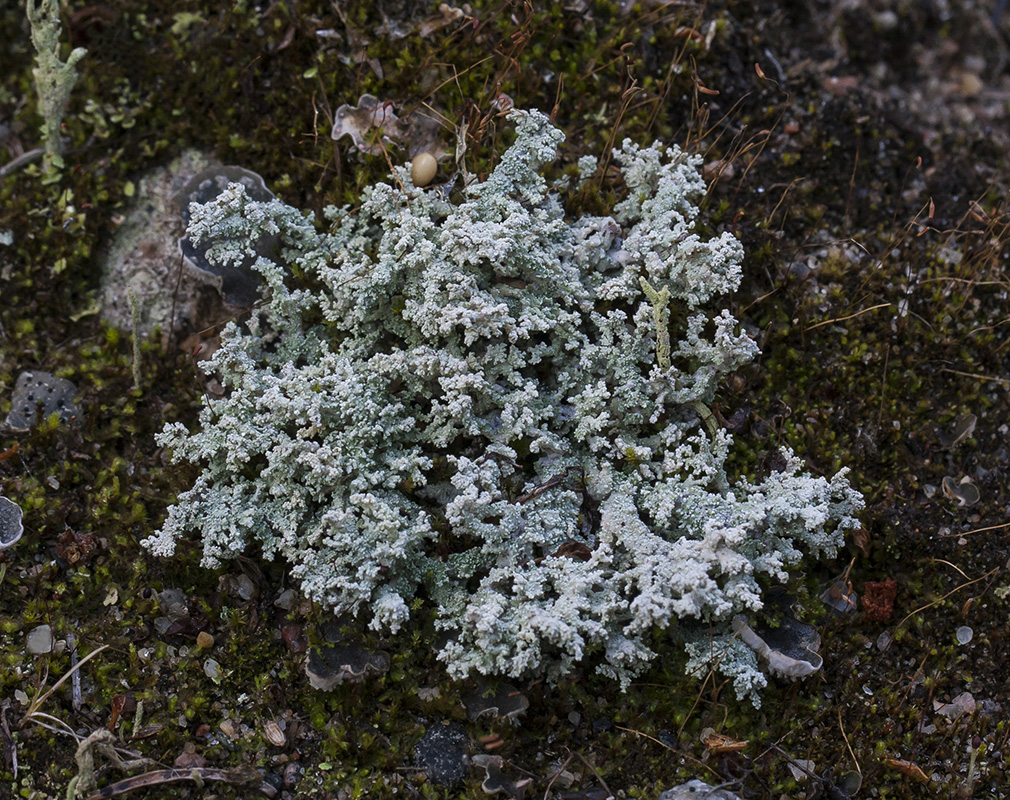 Image of genus Stereocaulon specimen.